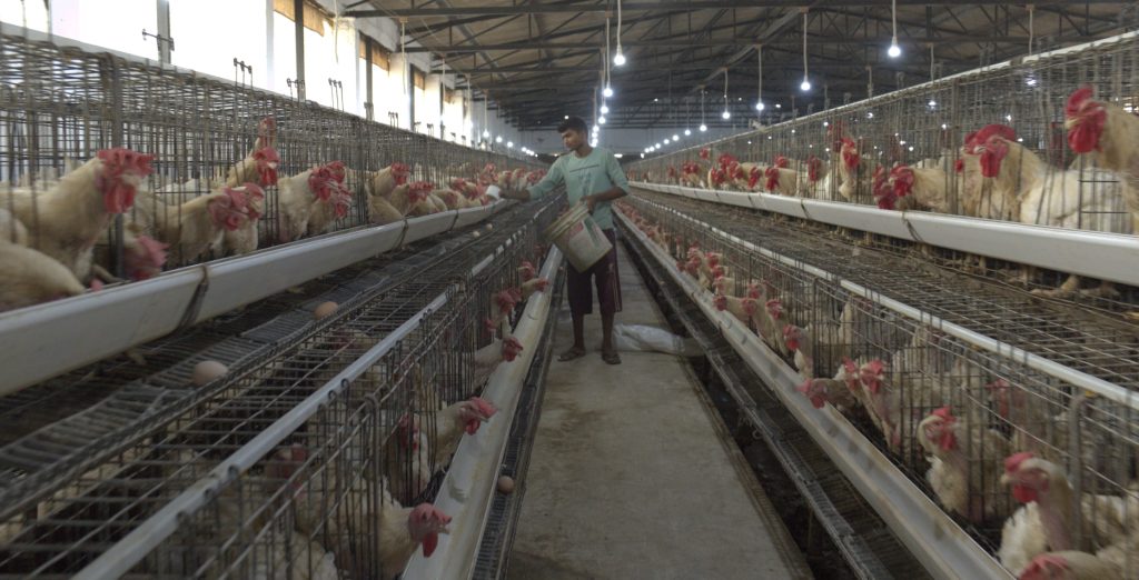 Biomethanation, An Economical Solution for Poultry Litter Management
