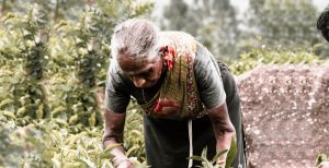 Feminization of Agriculture