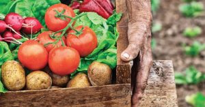 Growing Your Own Food