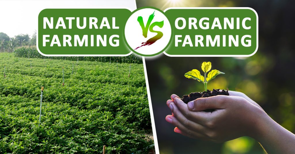 Natural Farming vs Organic Farming: A Closer Look