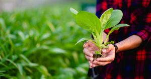Natural Farming vs Organic Farming