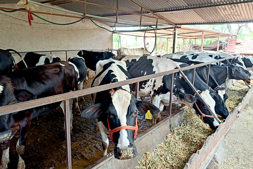 Dairy Farms