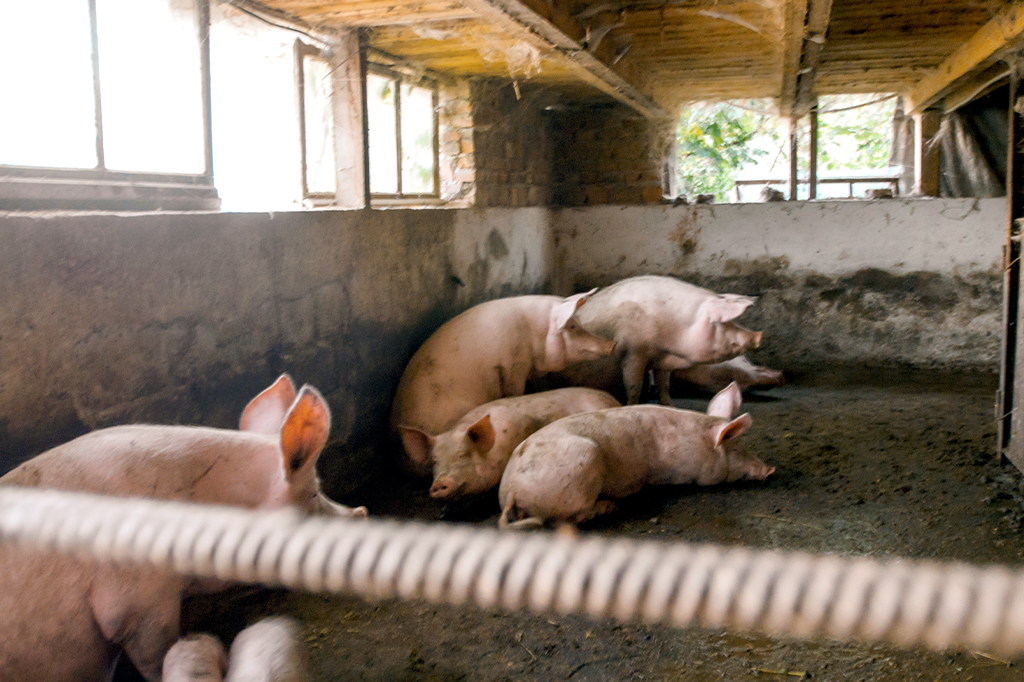 Piggery