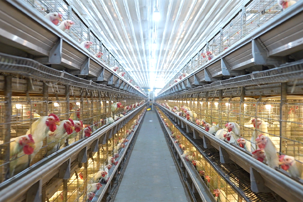 Poultry