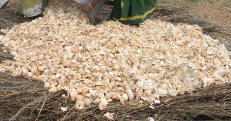 biogas for poultry farm