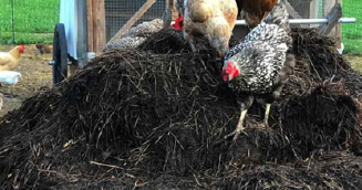 biogas for poultry farm