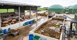 Pig Manure