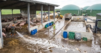 Pig Shed Wash Water